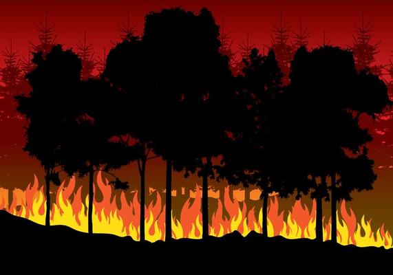 आग की भेंट चढ़ा ज्योली जंगल खाक, 32 घंटे की मशक्कत के बाद बुझी आग